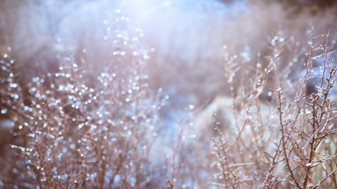 elizabeth-explores-jiIBtUe4gxE-unsplash