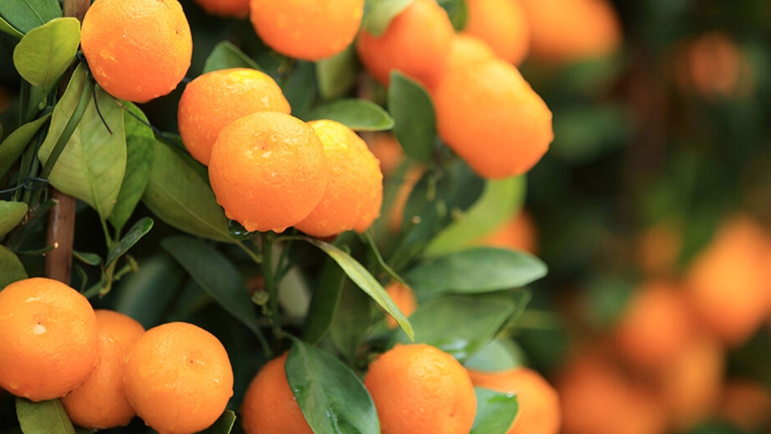 GRACE TO BE FRUITFUL