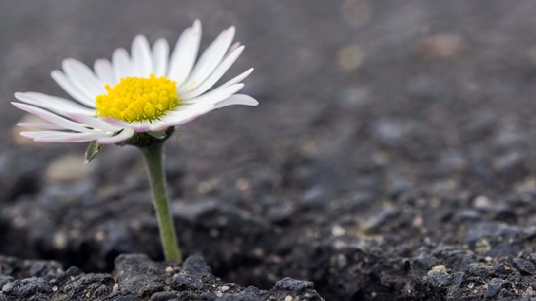 IN SPITE OF ADVERSITIES