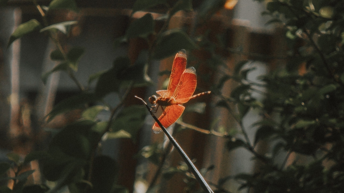 levi-nicodemus-p4HHMeEcAOA-unsplash